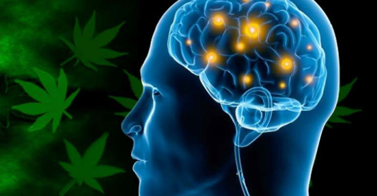 THC and the Brain