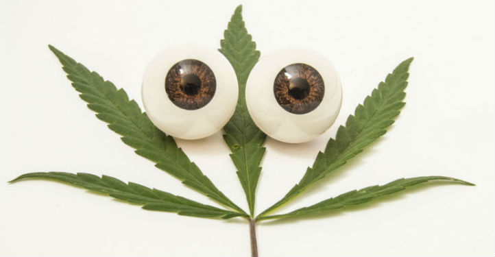 Glaucoma and Weed
