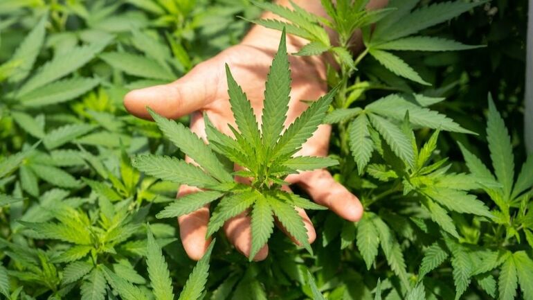 holding a cannabis leaf