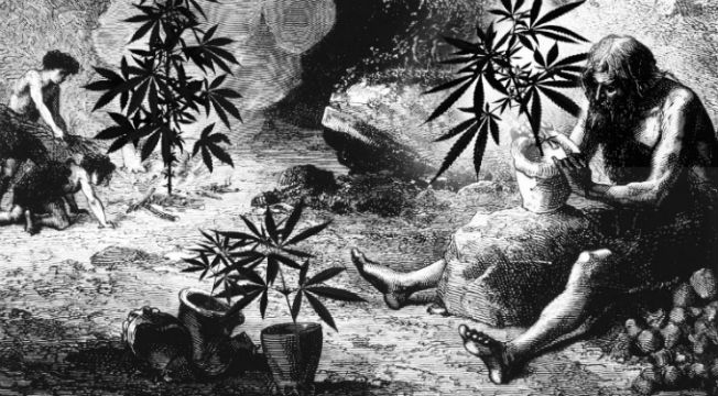 Cannabis History Cavemen 