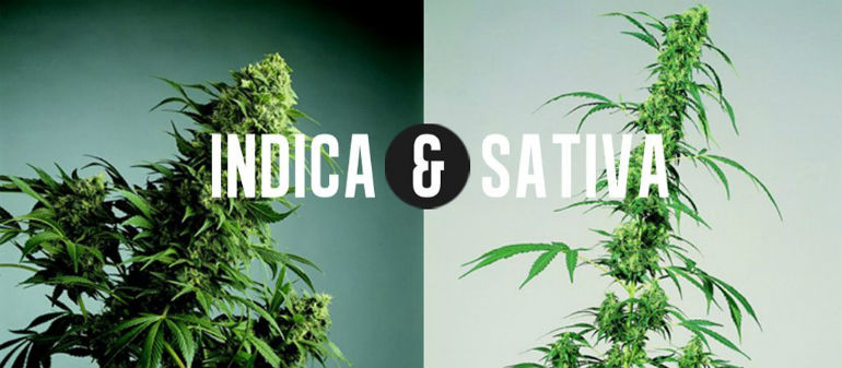 Indica Sativa