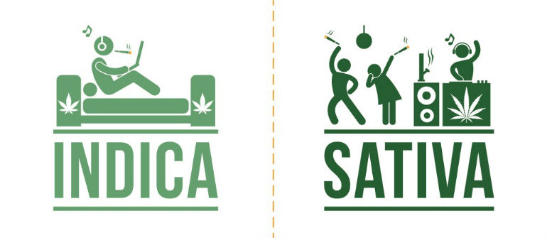 Cannabis Types Indica vs Sativa