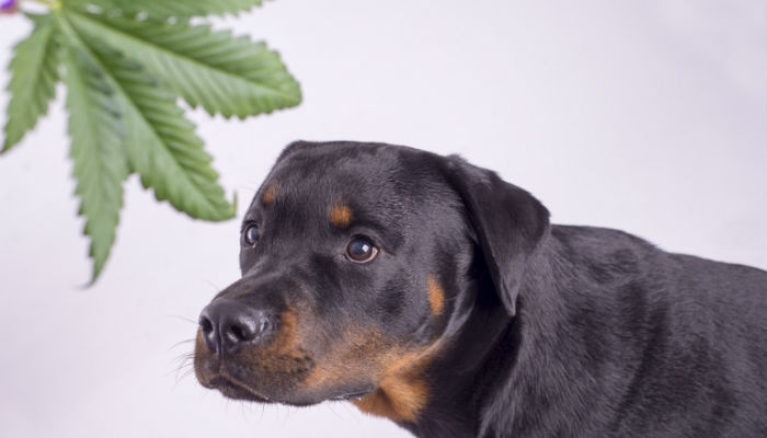Marijuana For Pets