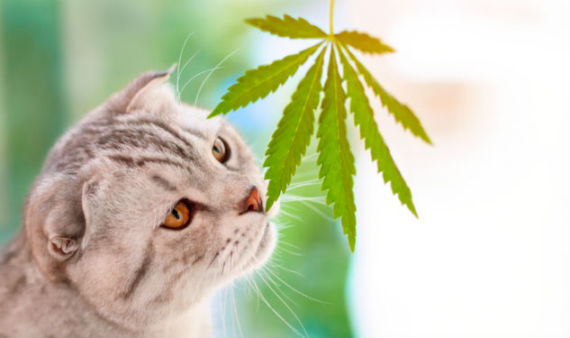 Marijuana For Pets