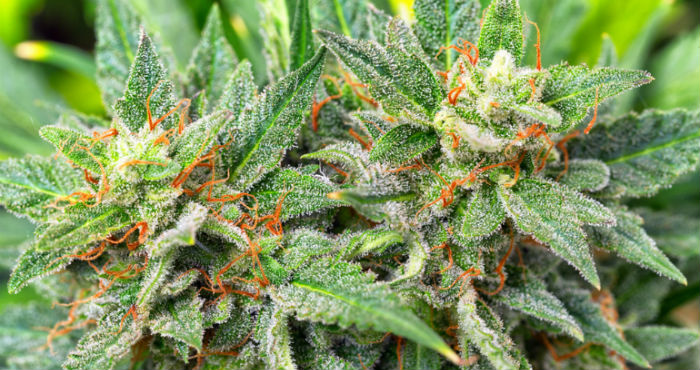 Marijuana Plants Entourage Effect