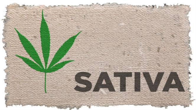 Weed Sativa