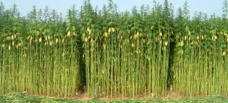 Hemp field