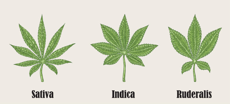 Sativa vs Indica vs Ruderalis