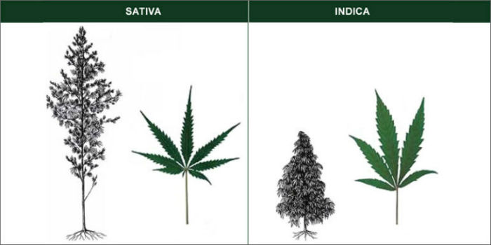 Sativa Indica Leaves and Plants