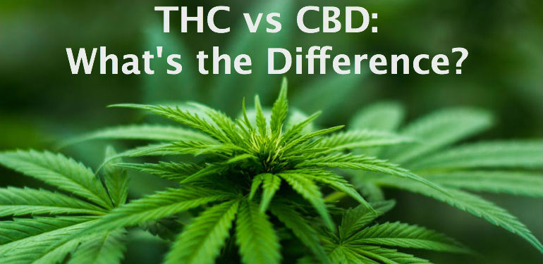 THC vs CBD 