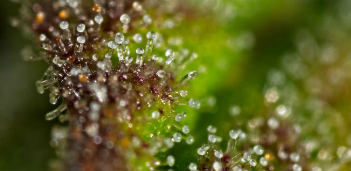 Trichomes Marijuana Terpenes