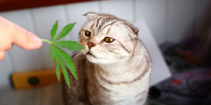 Weed Cat