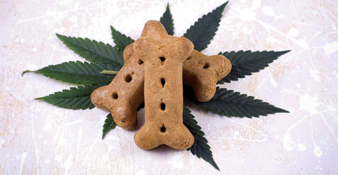 Weed for Dogs Treats
