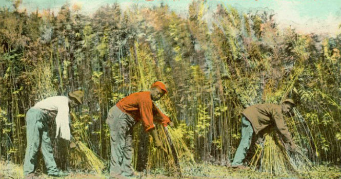Weed History Hemp Harvesting Kentucky